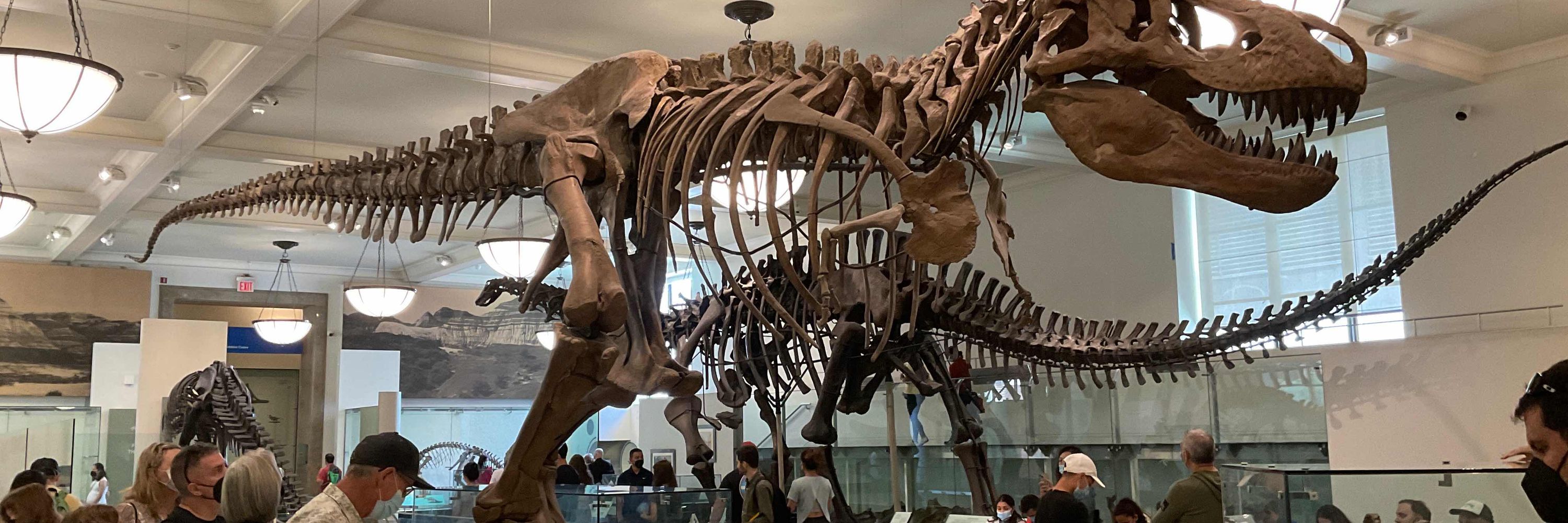 Andrew the Last Gorgonopsid