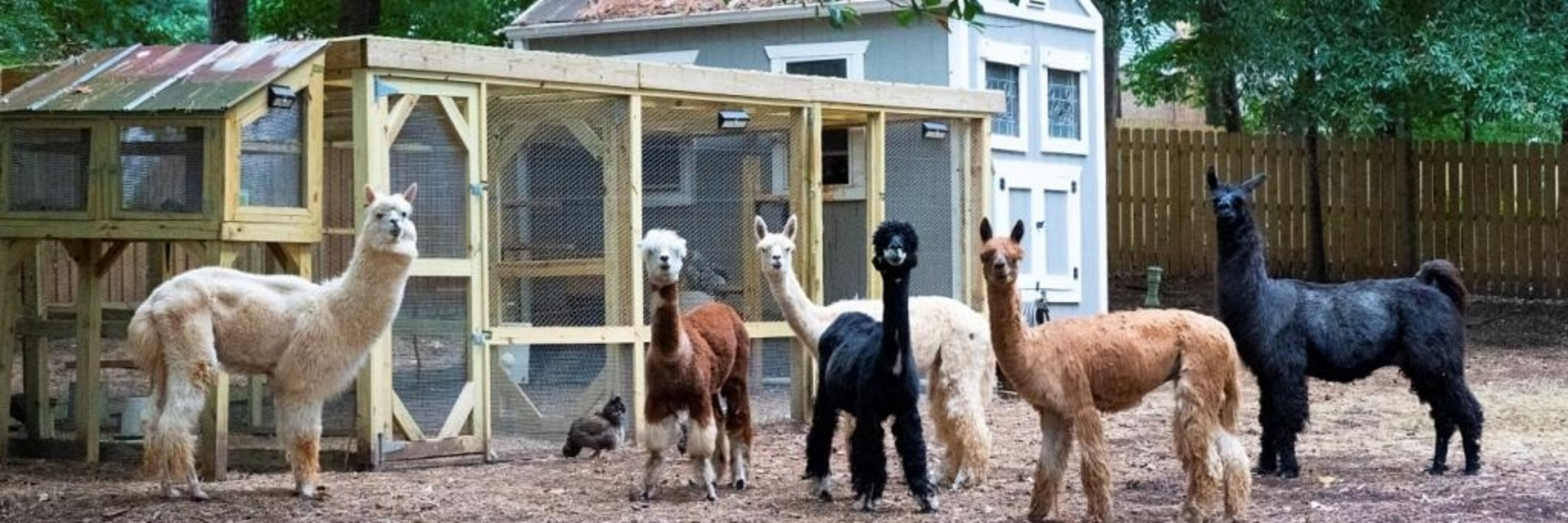 Your Alpaca Cottage