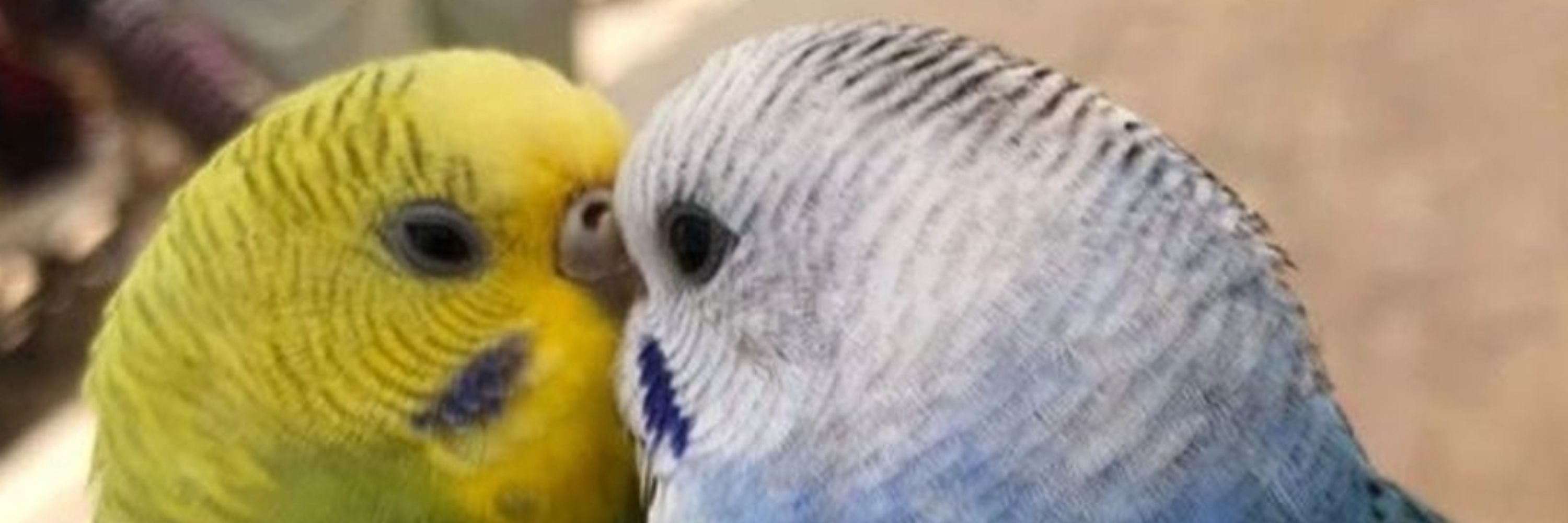 C.