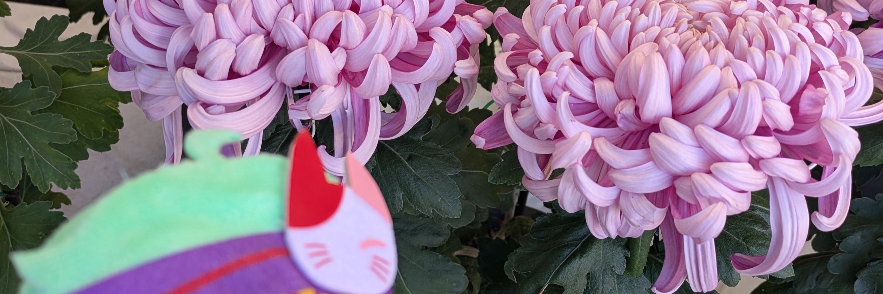 もぱ
