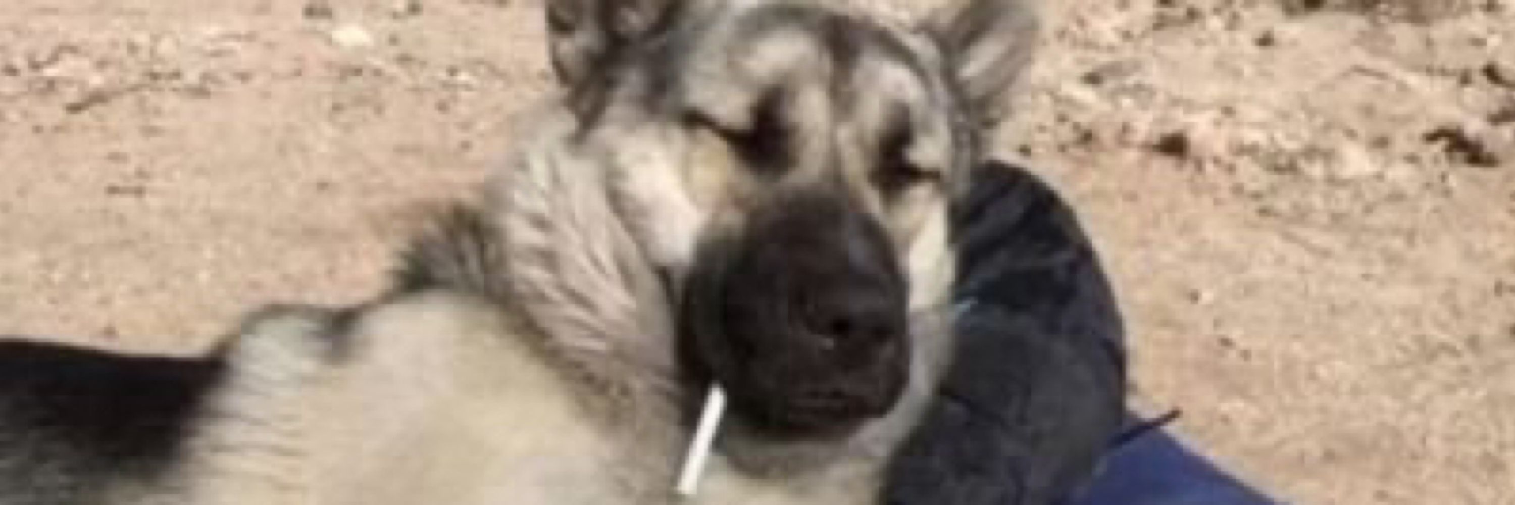 Kobi WoofAD