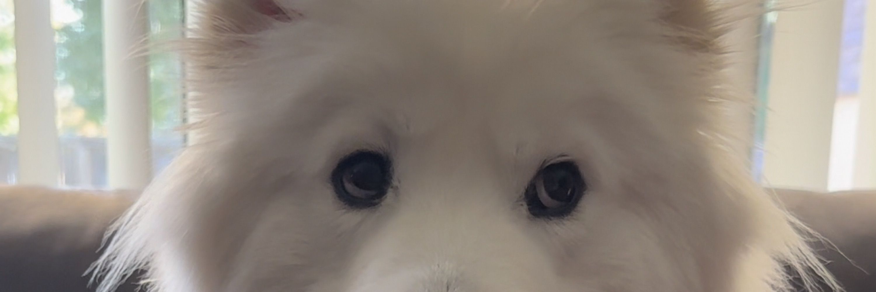 Sayu