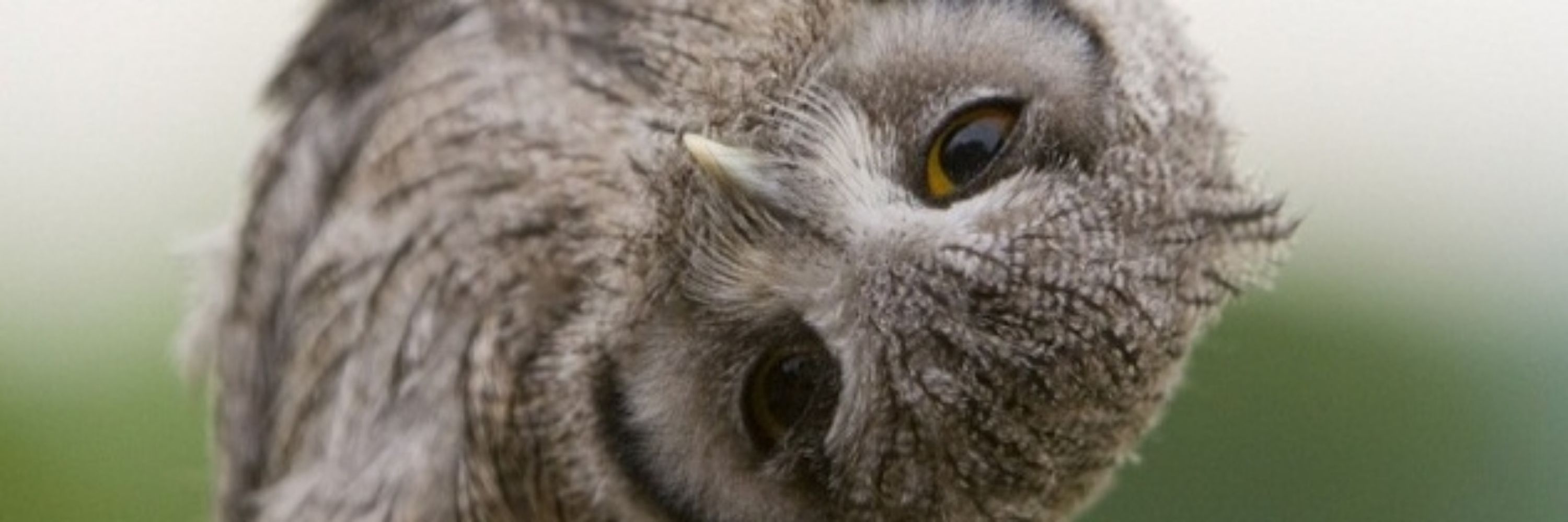 Tilted Owl