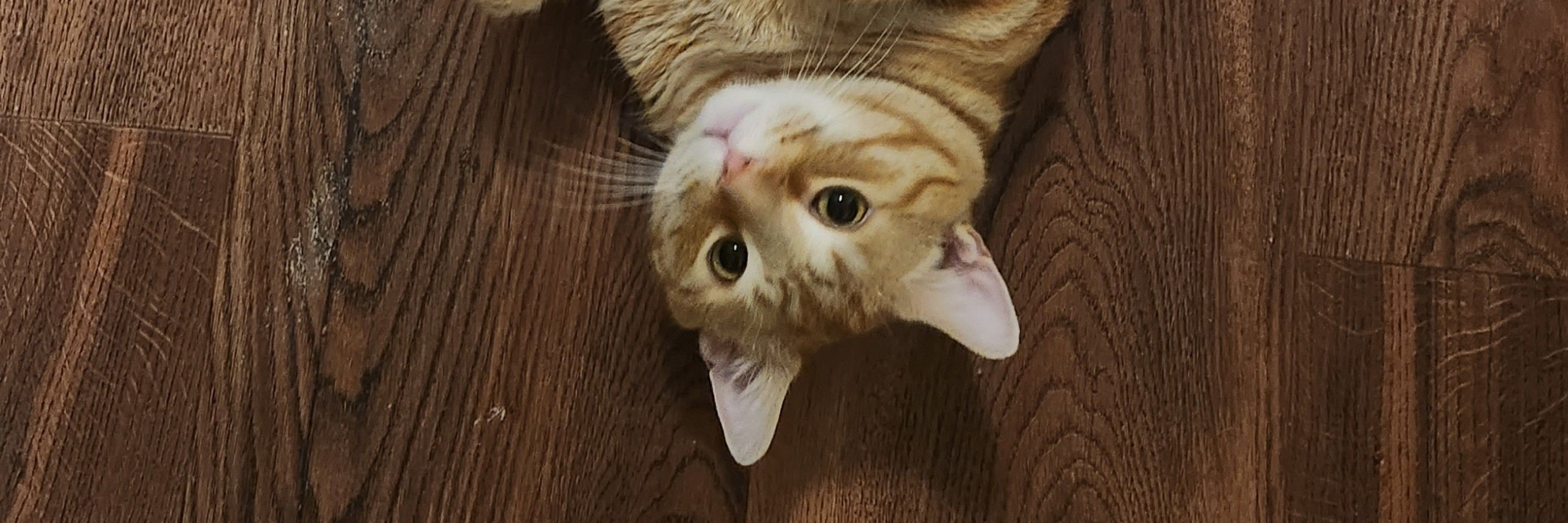 Russ
