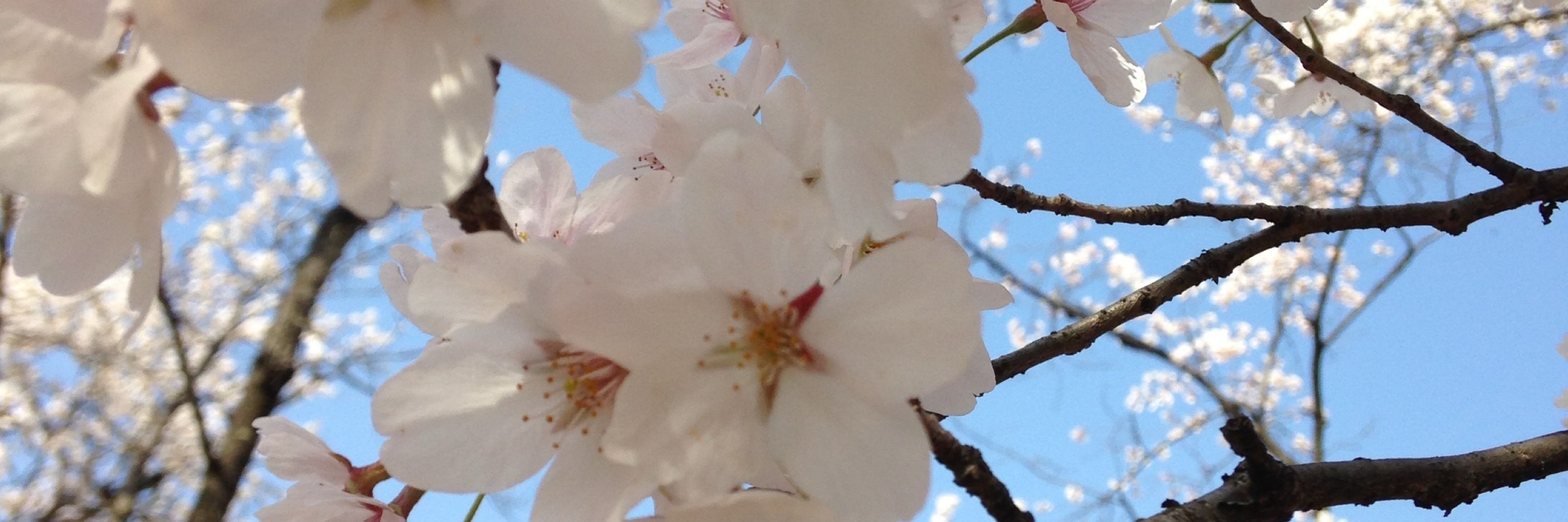 菜桜　