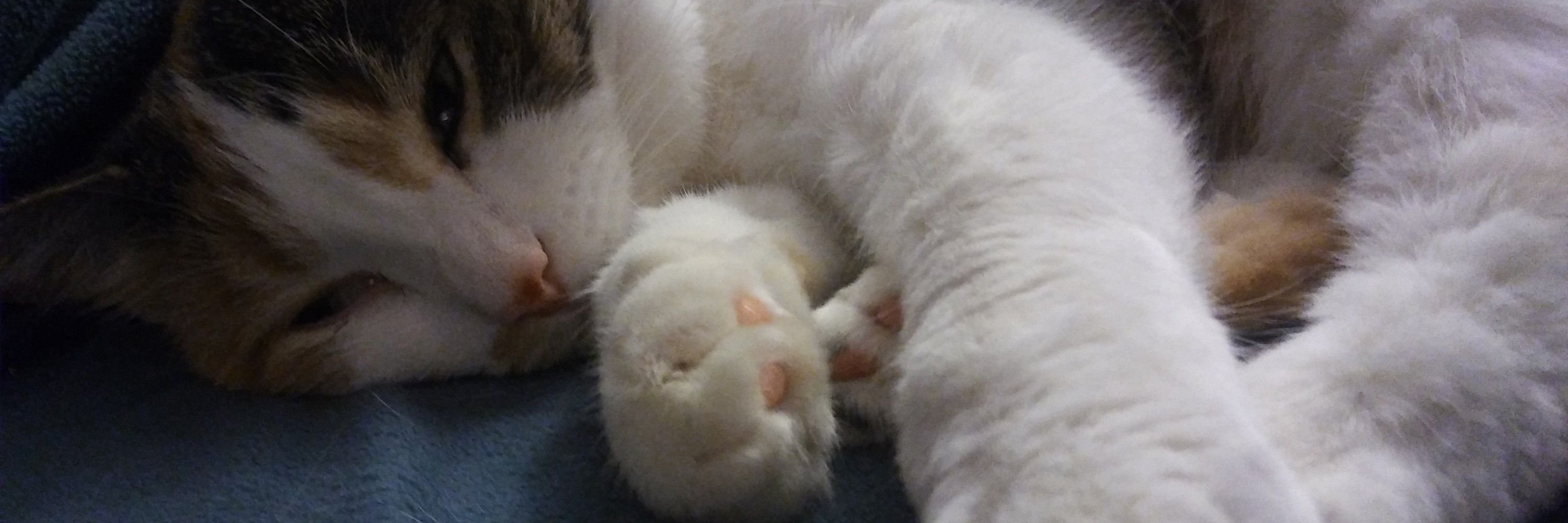 Felix