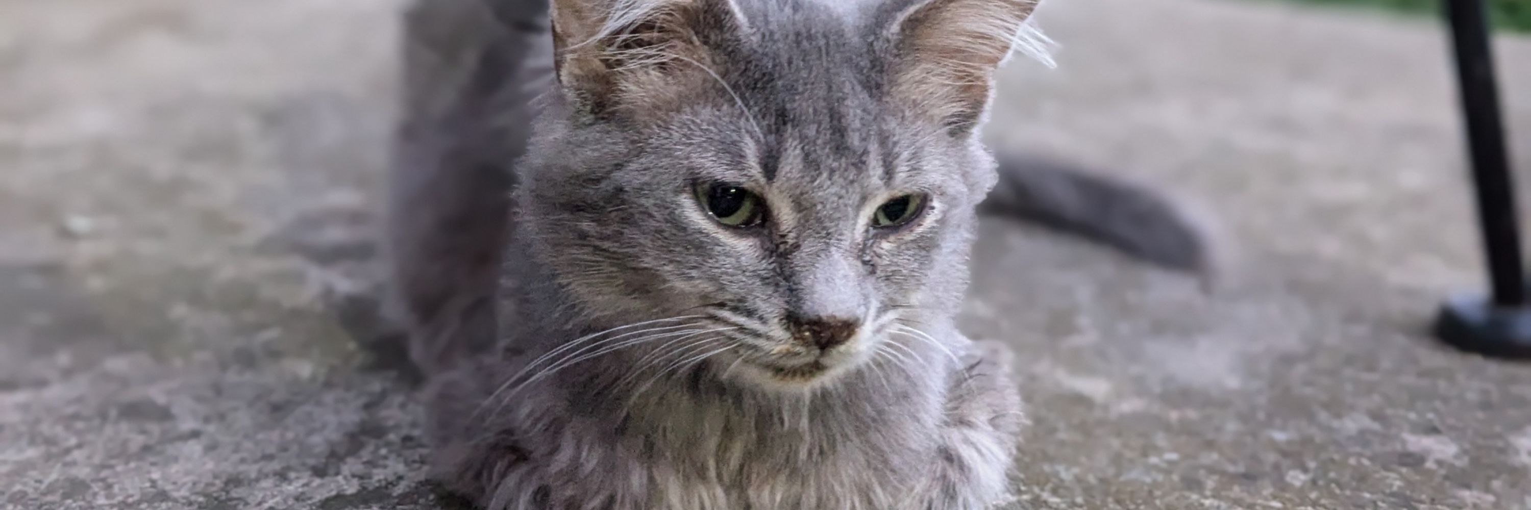 Jeb 😸