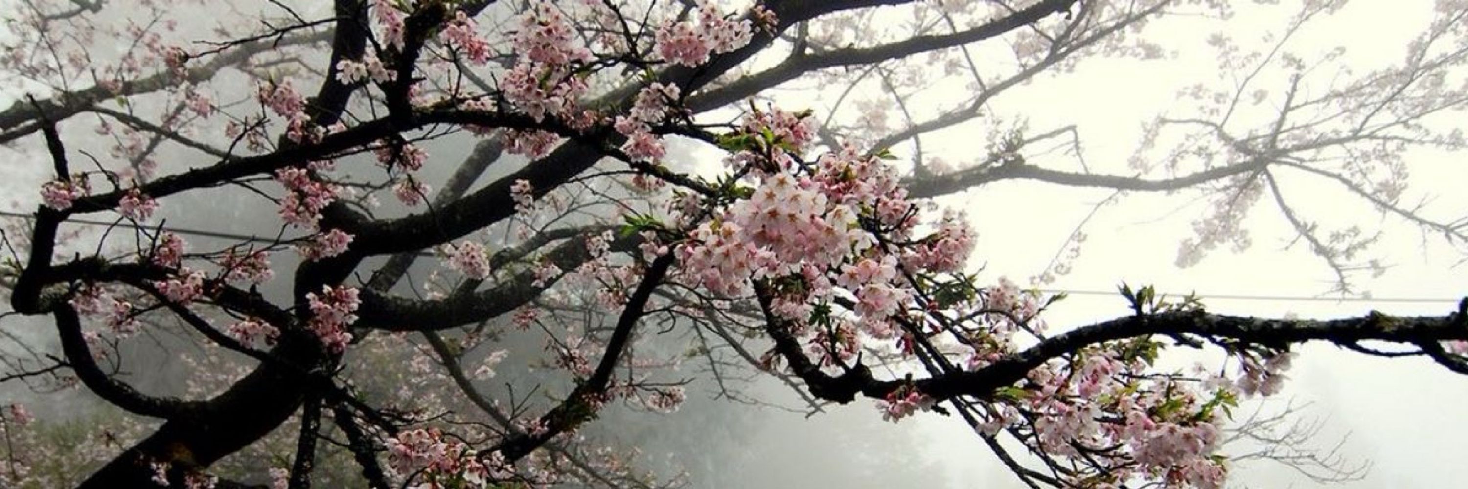 𝔇𝔞𝔫𝔦🌸