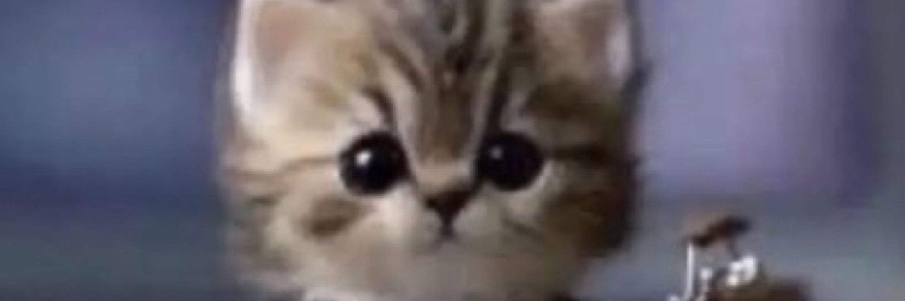 Ed