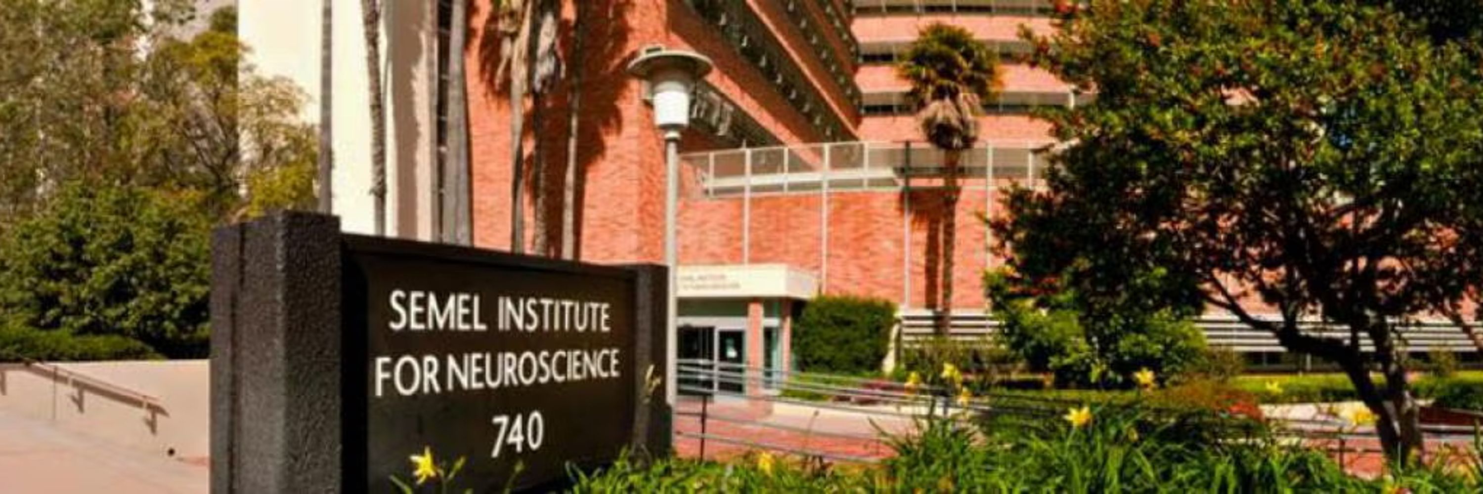 UCLA SYNAPSe Research Study