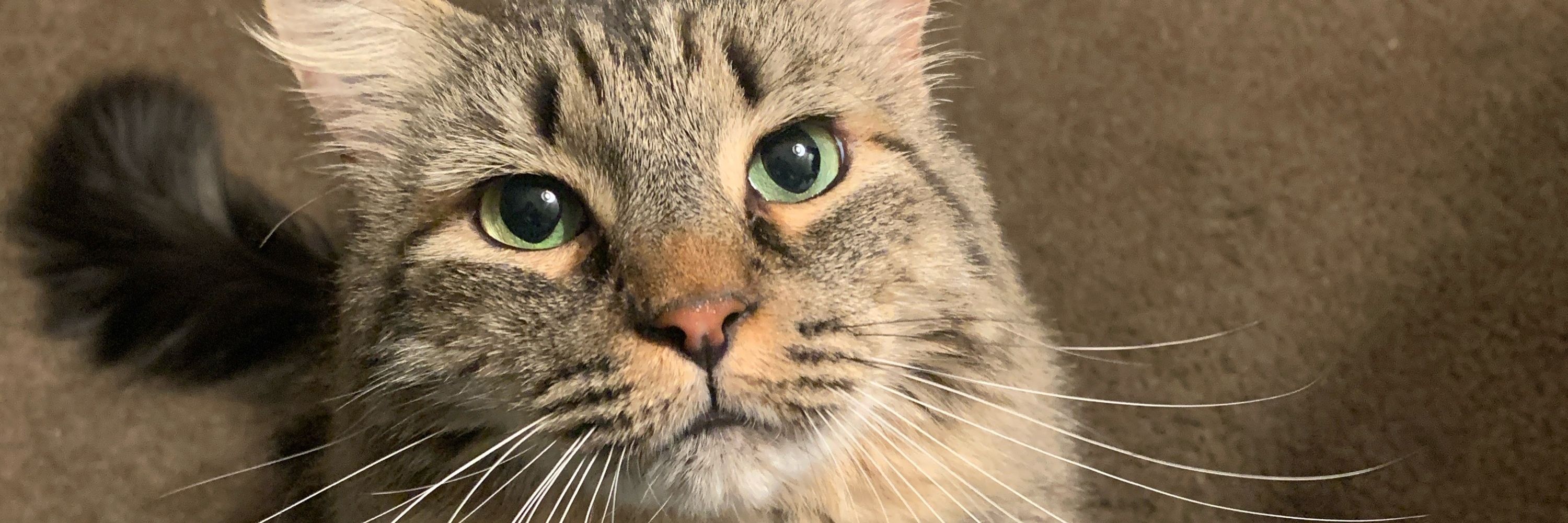 Sir Chili