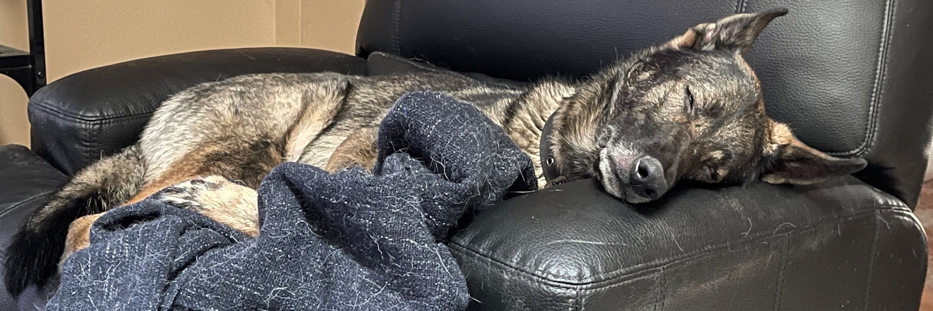 Wolfpac