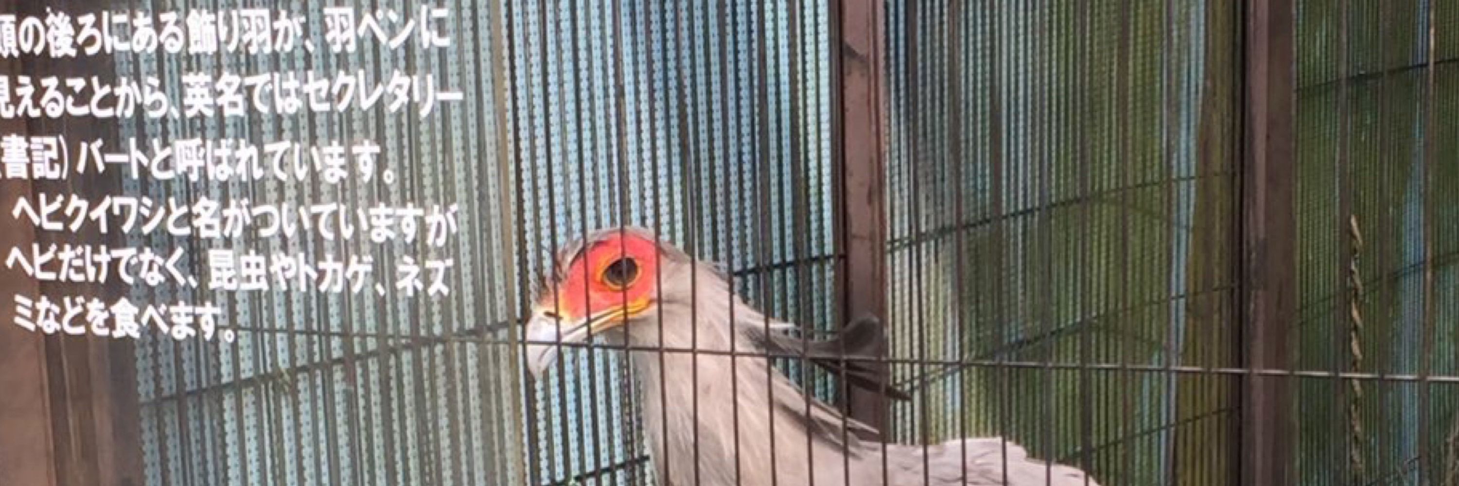 サバの味噌似