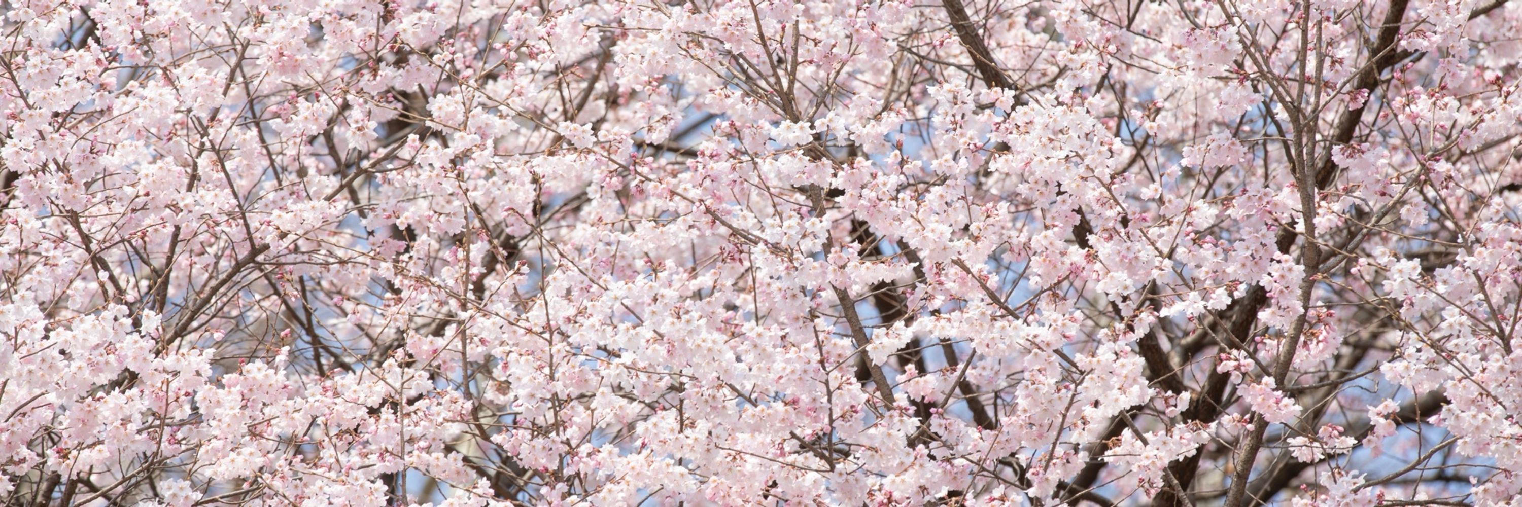 국립산림과학원