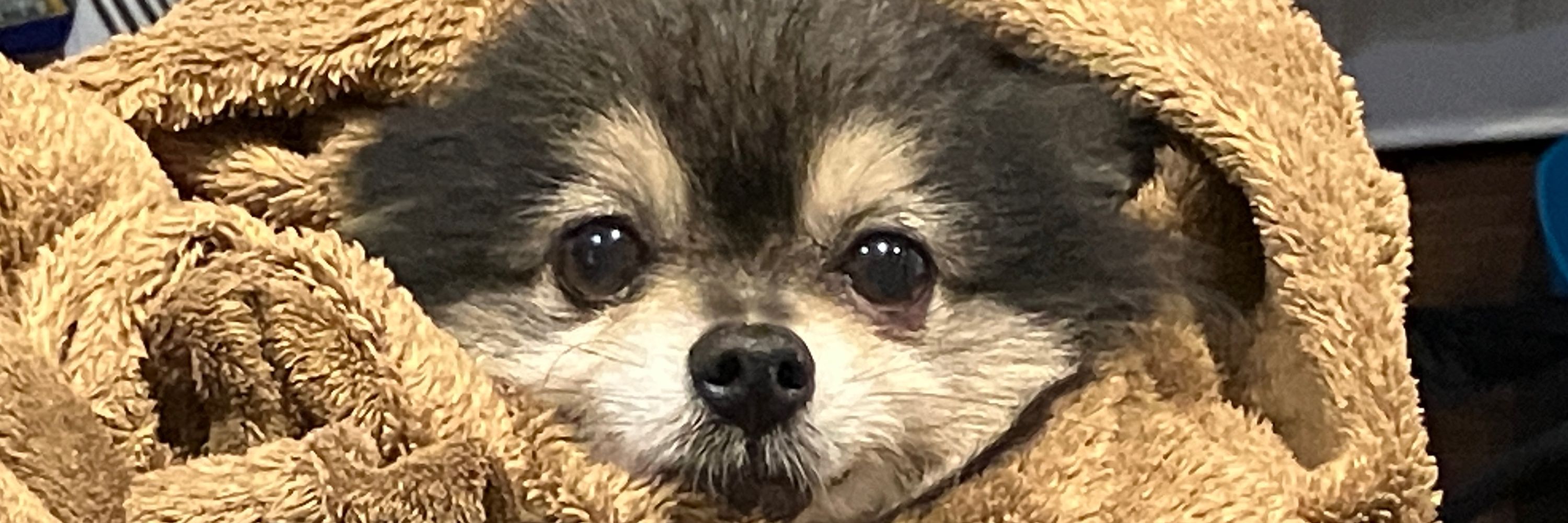 セキグチアユ