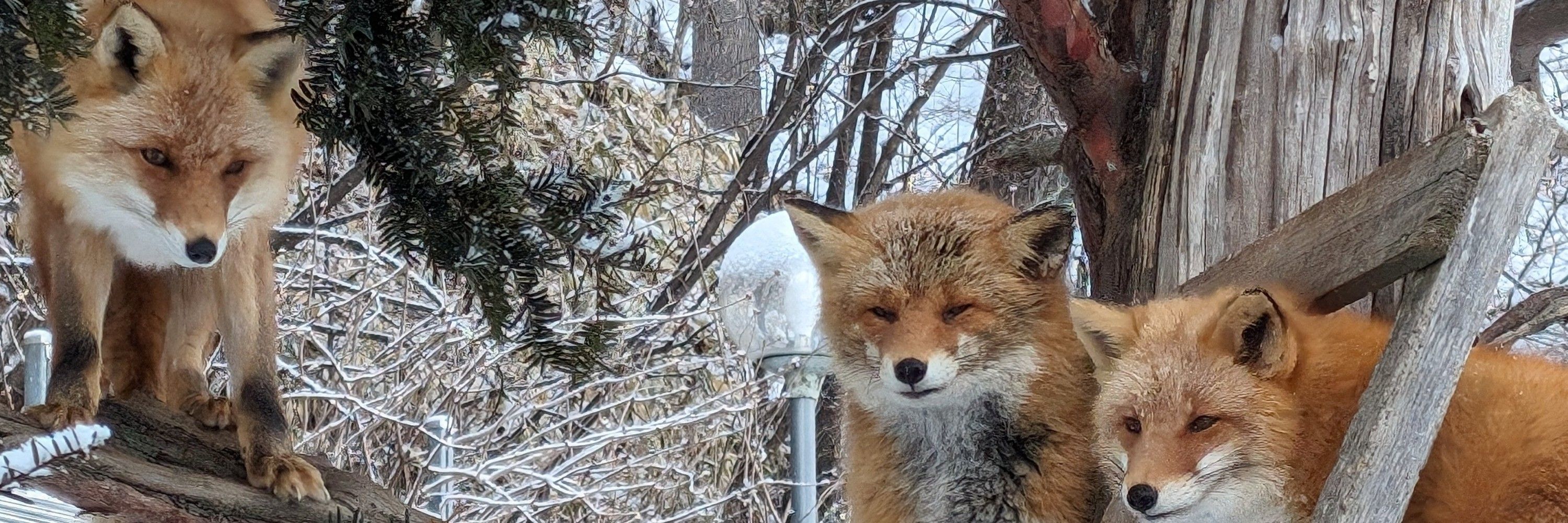 Quetzy 🦊