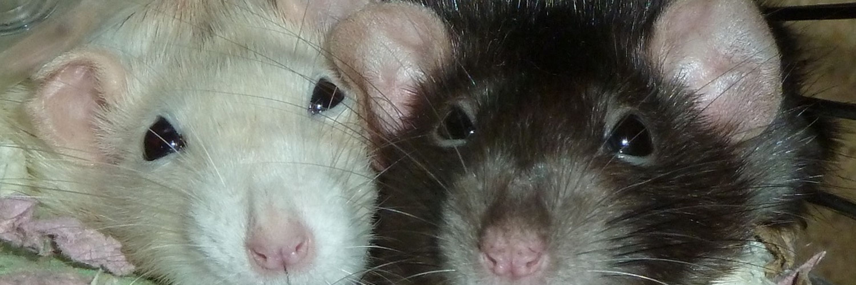Raggycat Rattyman