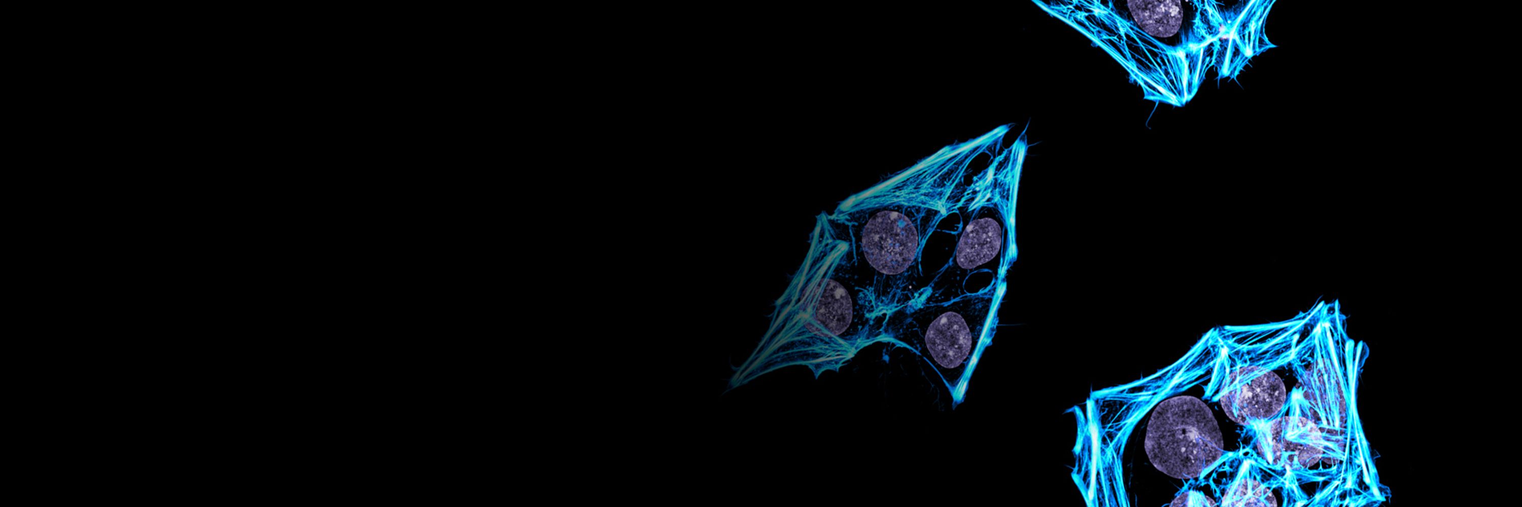 Turku BioImaging