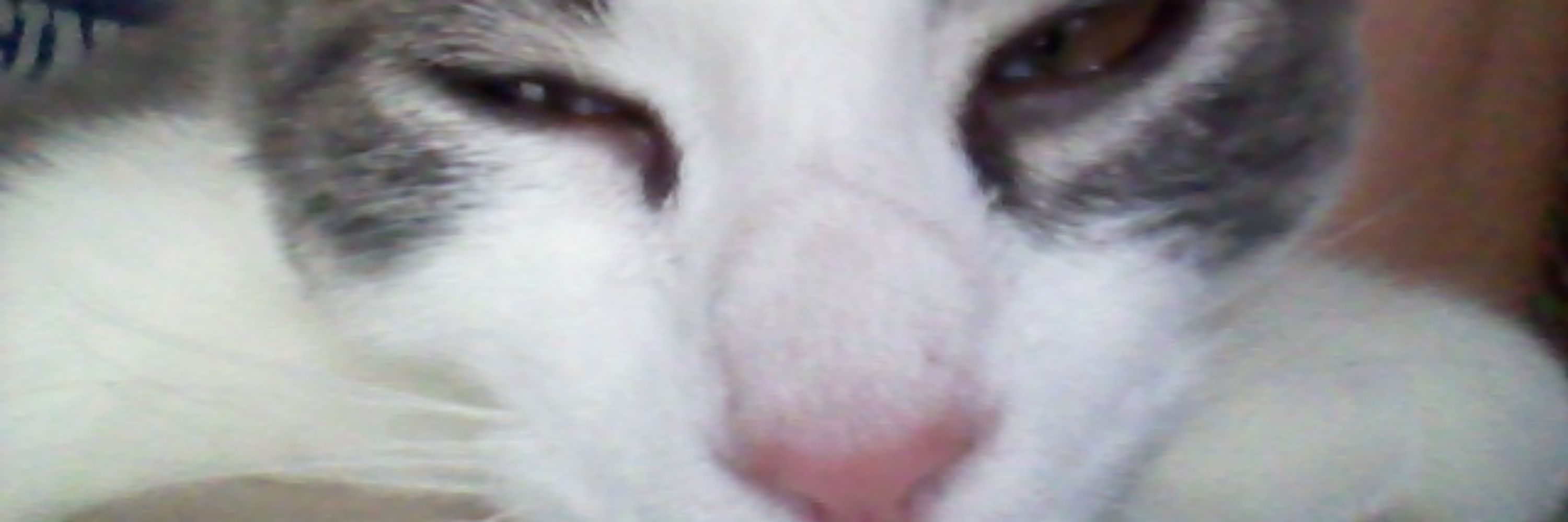 FOXXY