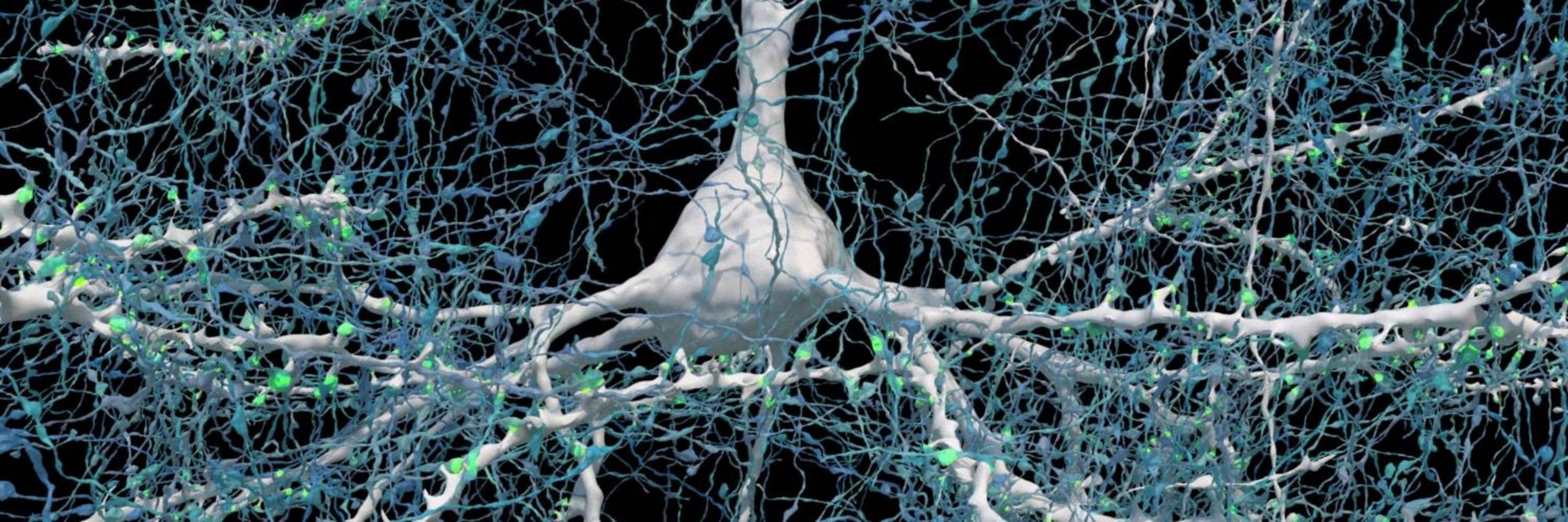 Neuronal Exocytosis Lab