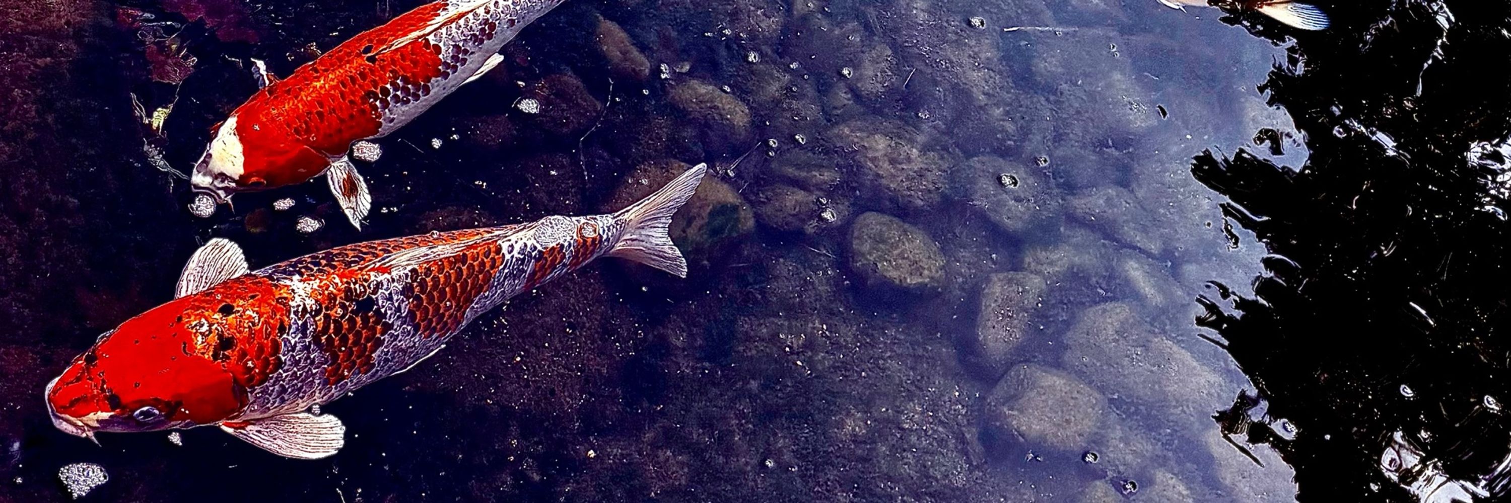 Kintaro & Koi