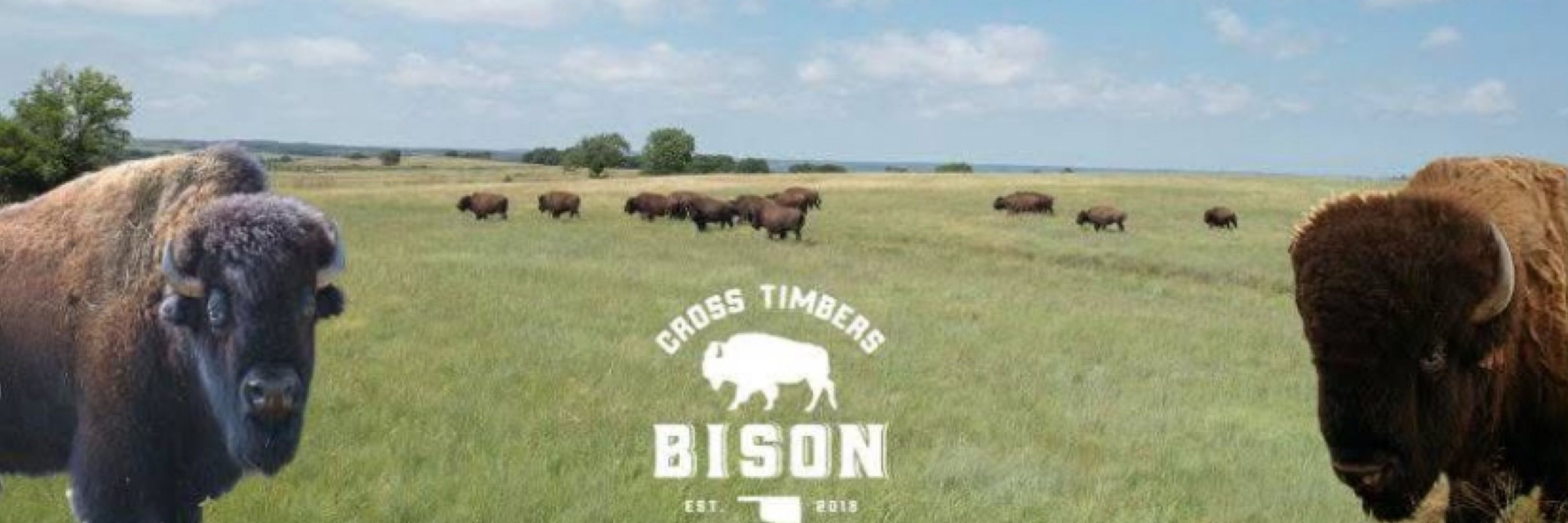 Cross Timbers Bison