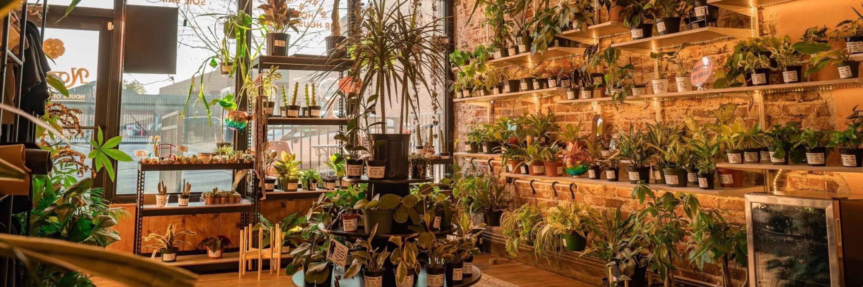 Nodest Home Plants