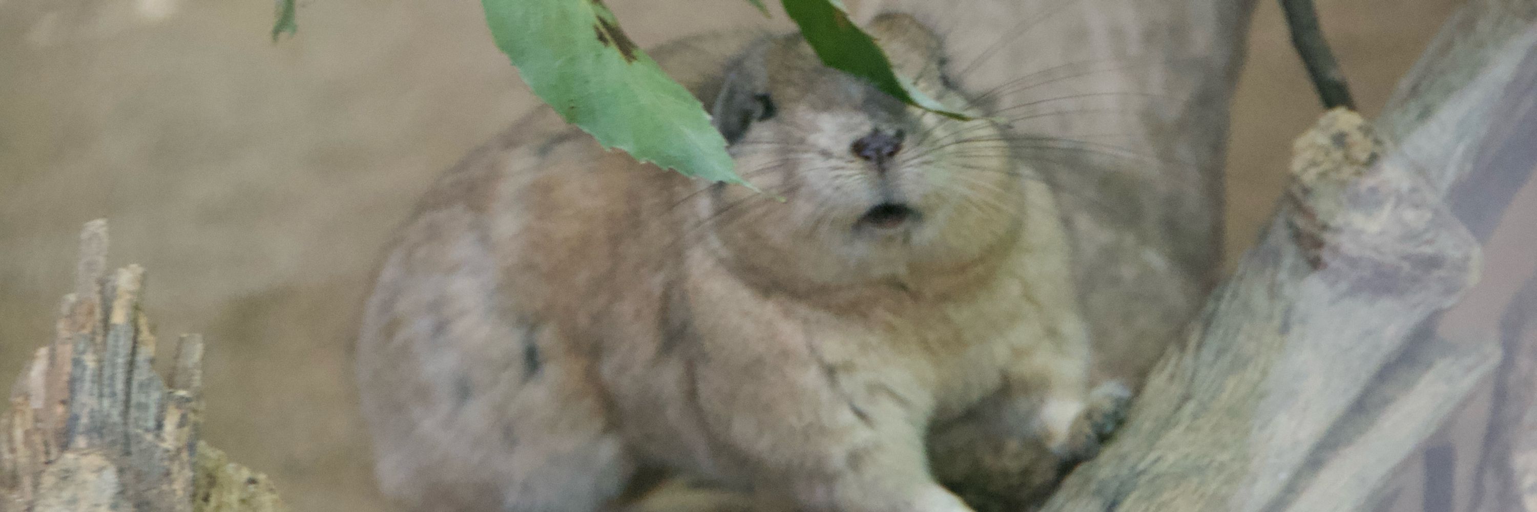 チャヌス