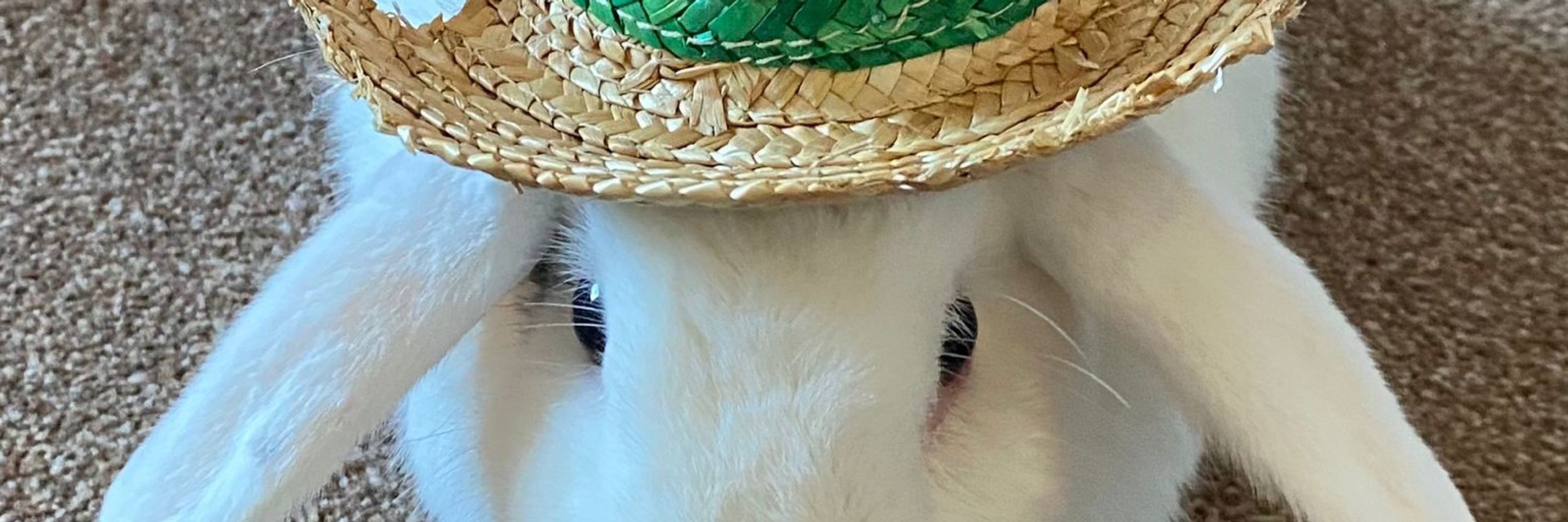Sir Richie of the bunnies