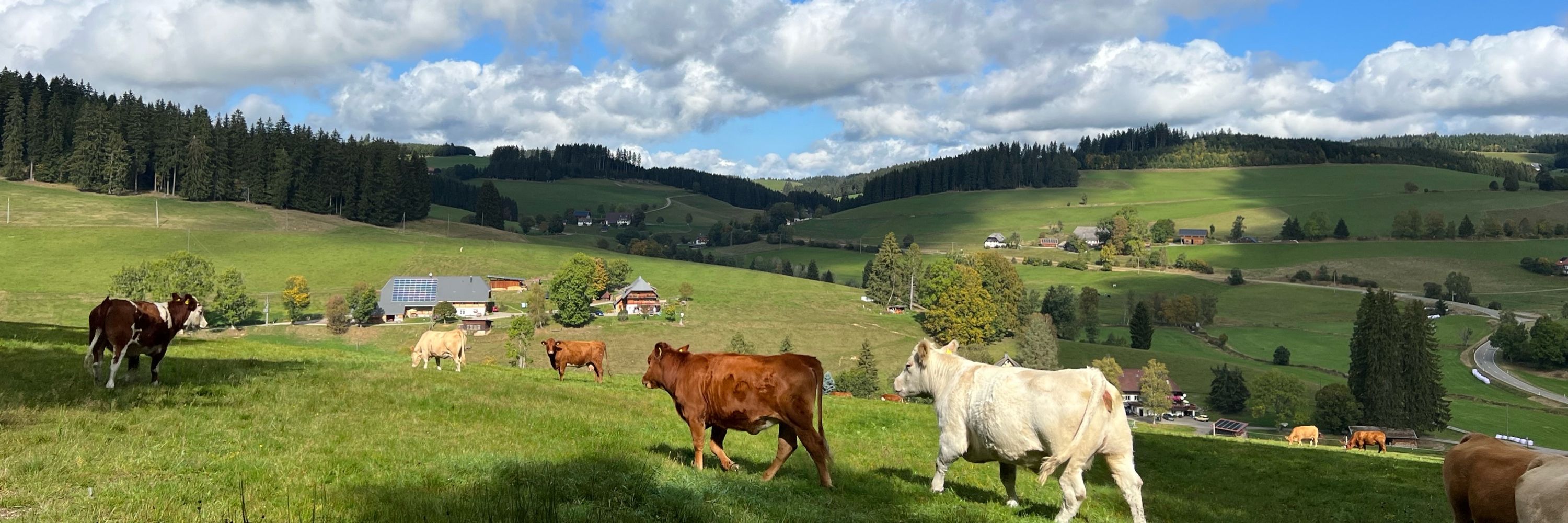 Schwarzwaldlieb 