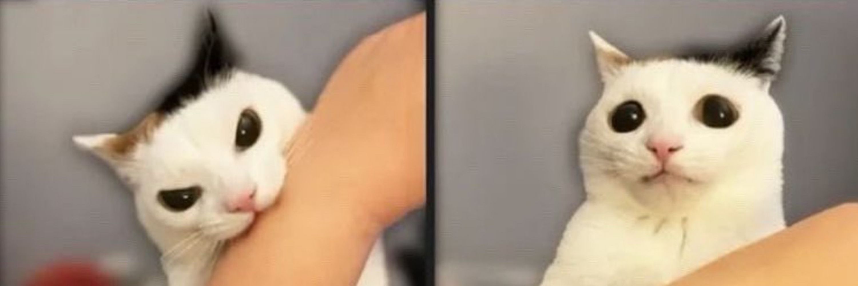 🔞Scorbooty