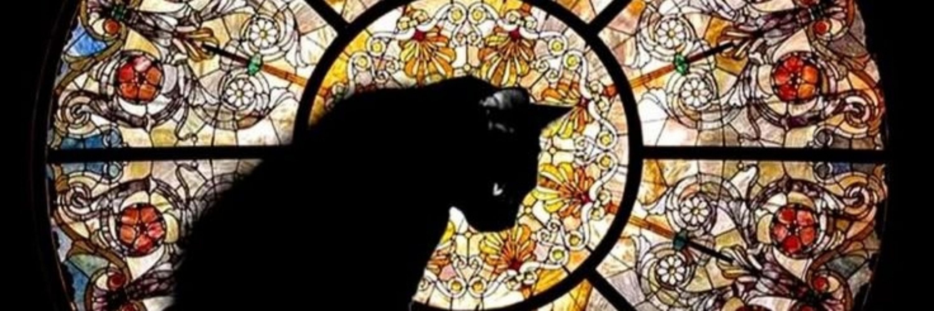 🏳️‍⚧️ Pretty Kitty 🏳️‍⚧️