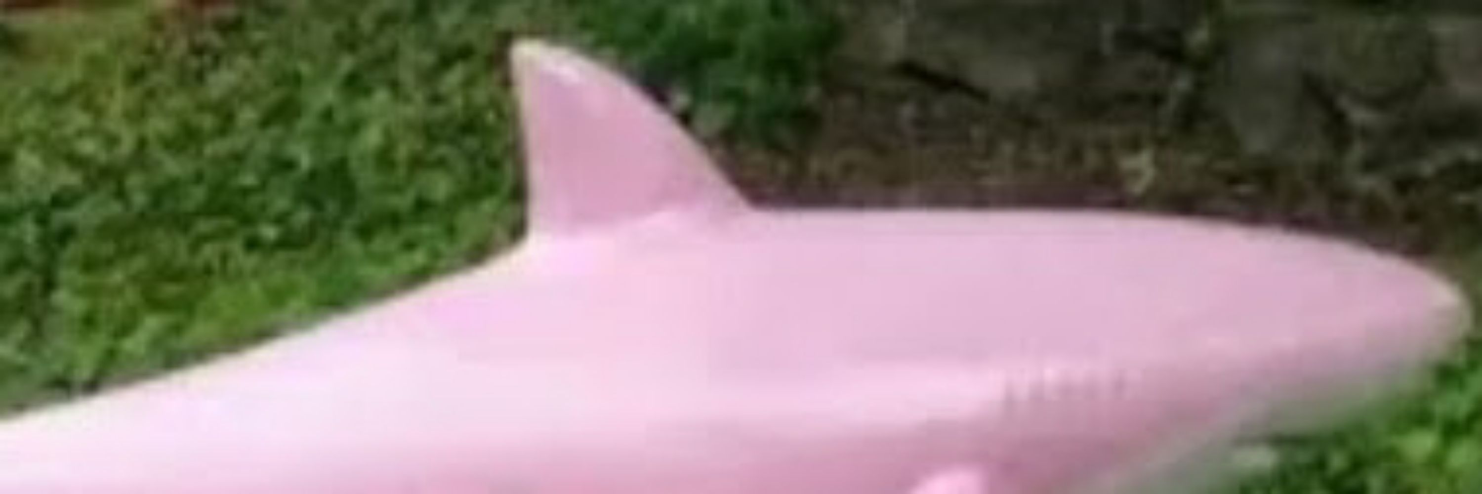 pinksharkman1
