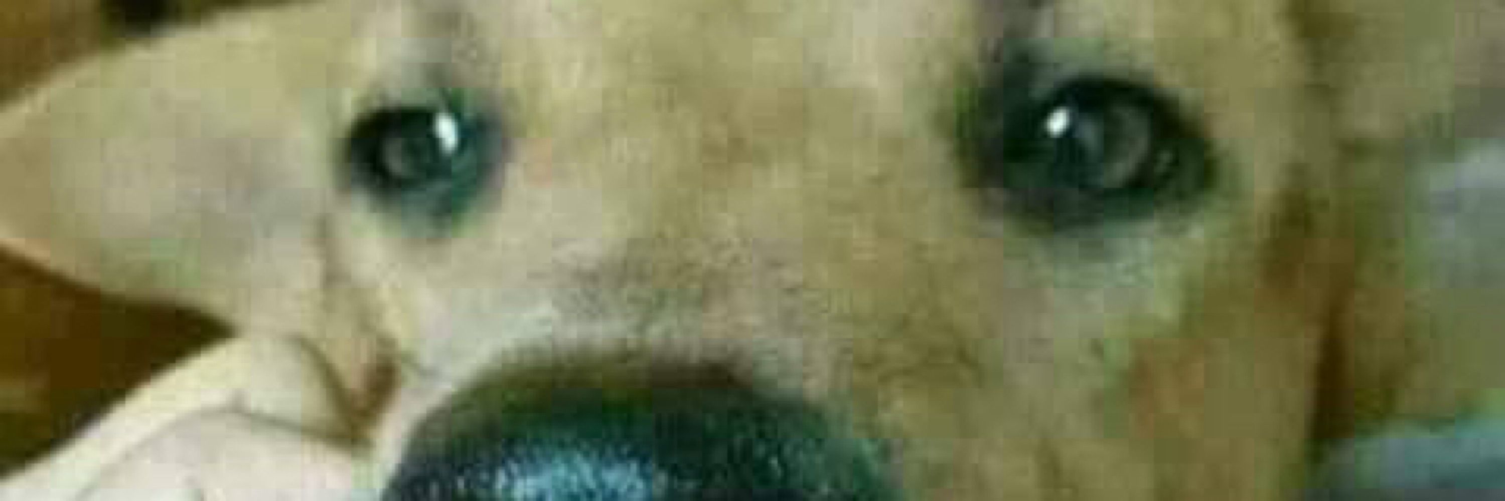 Daner