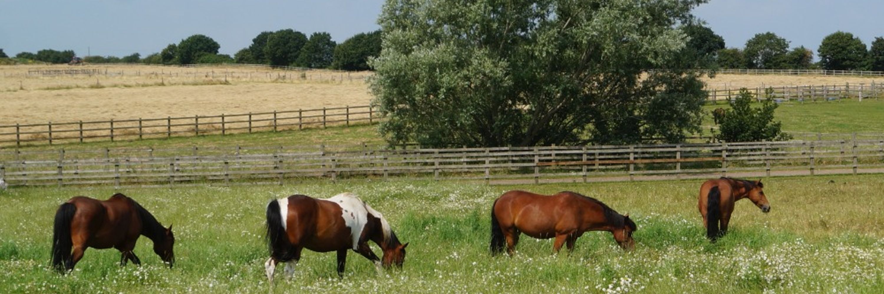 Redwings Horse Sanctuary