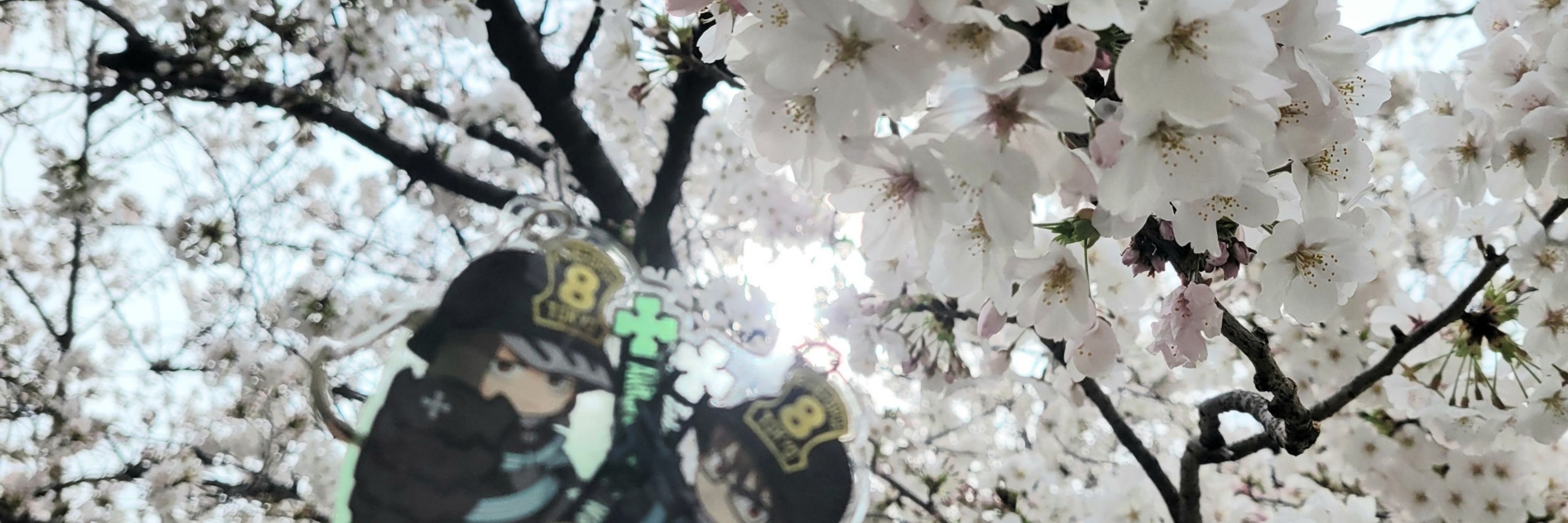 kokosu