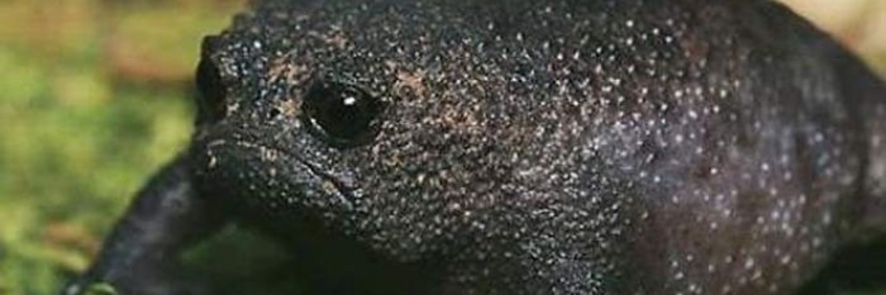 Hoka