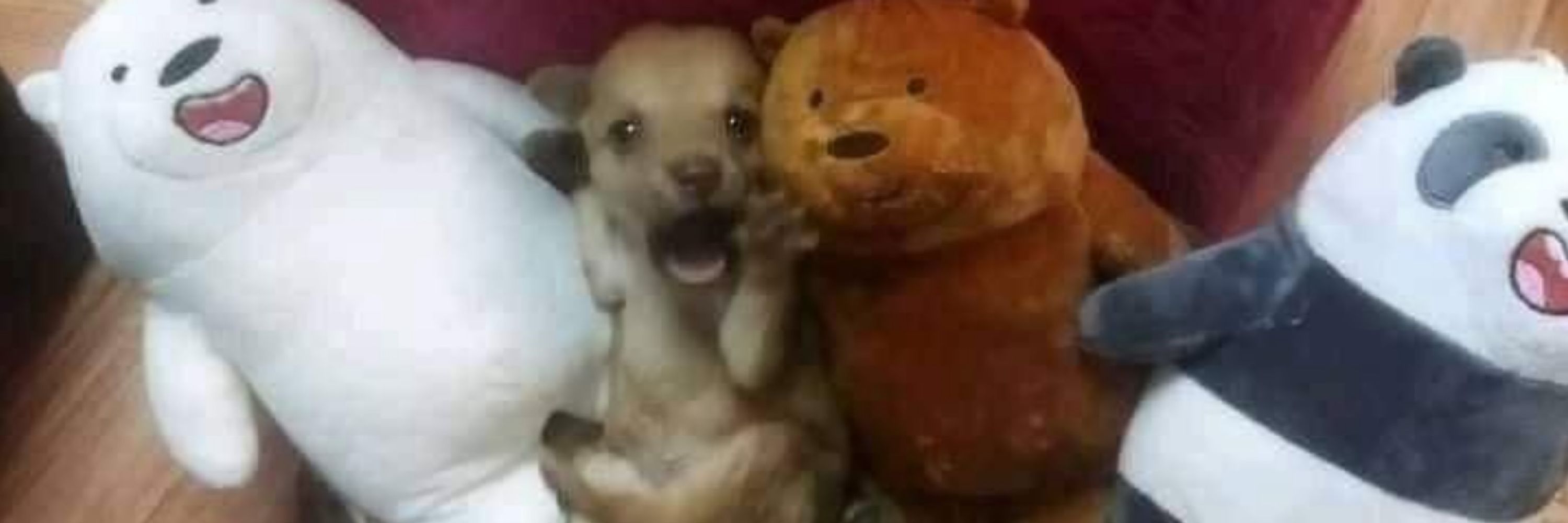 bruna