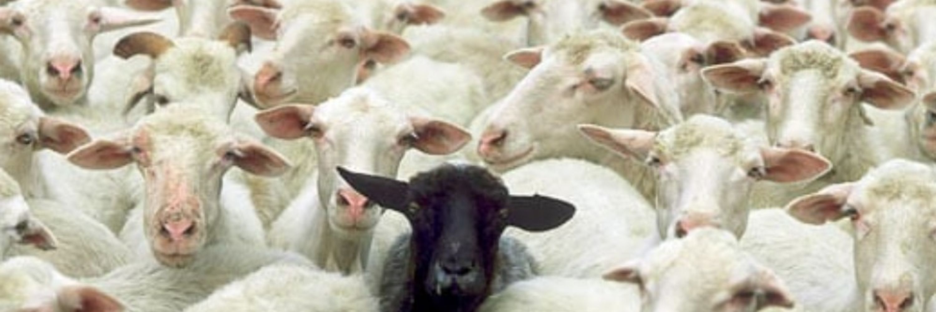Whitesheepranch