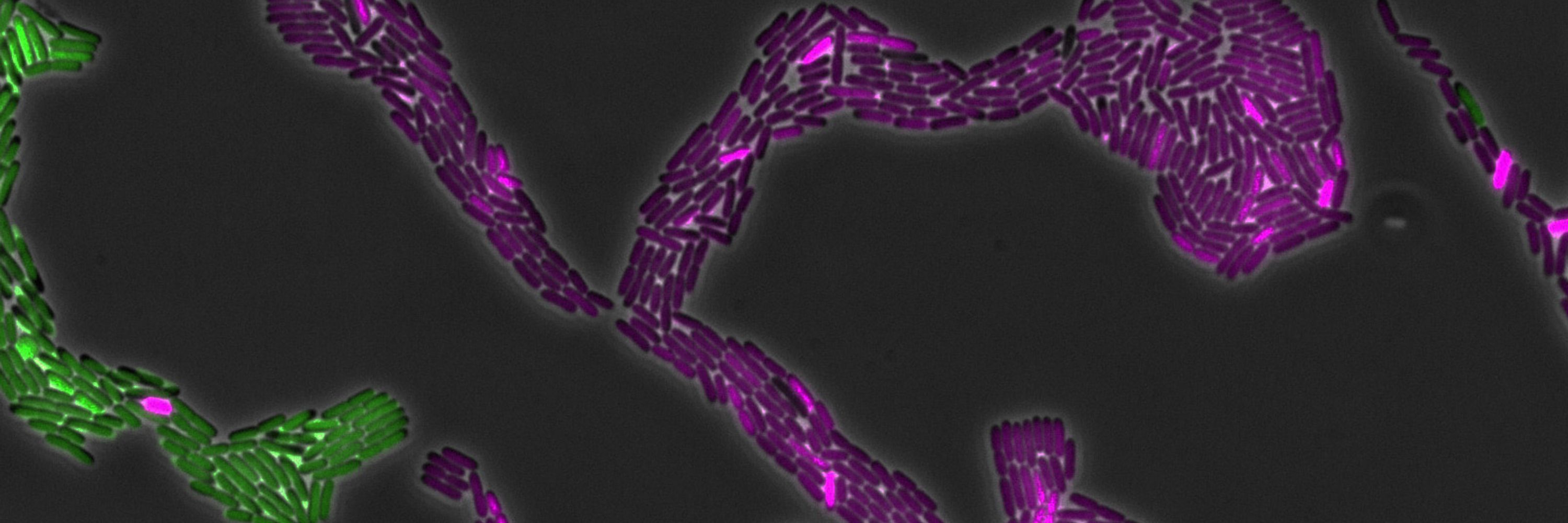 Midwest Microbial Pathogenesis Conference