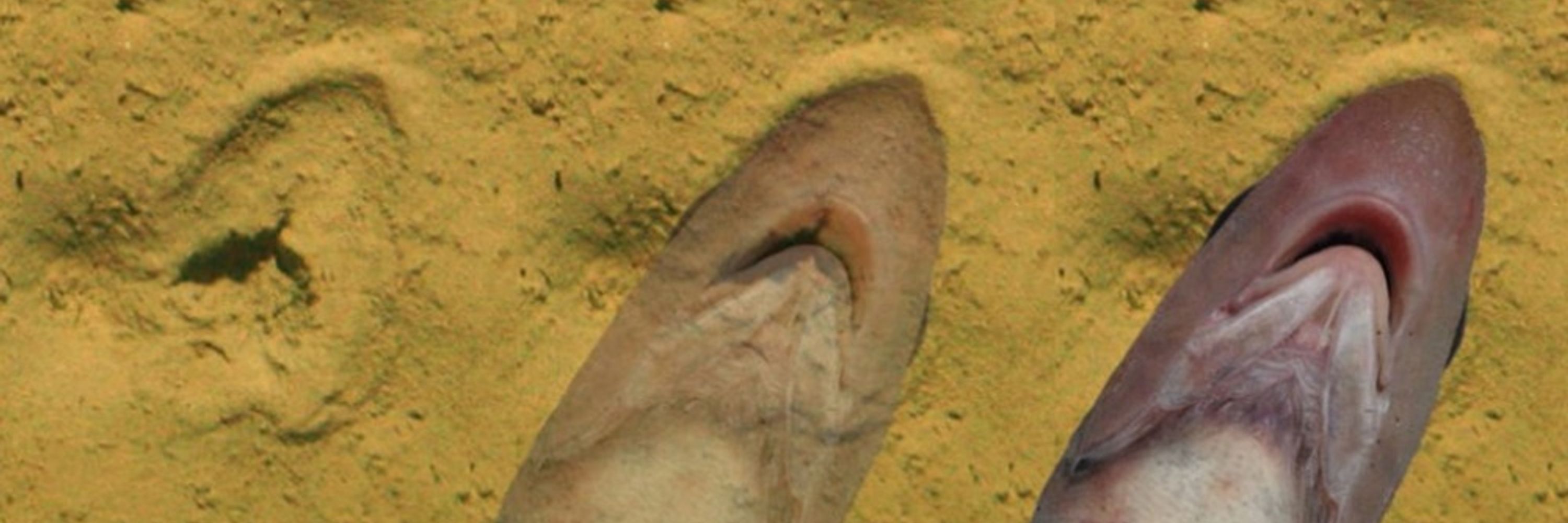 pukekos