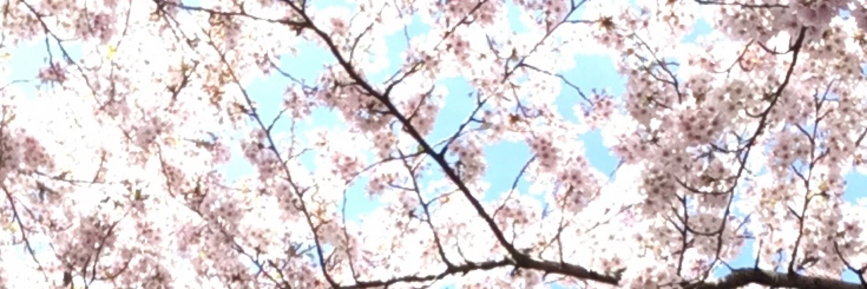 Sakurako DN