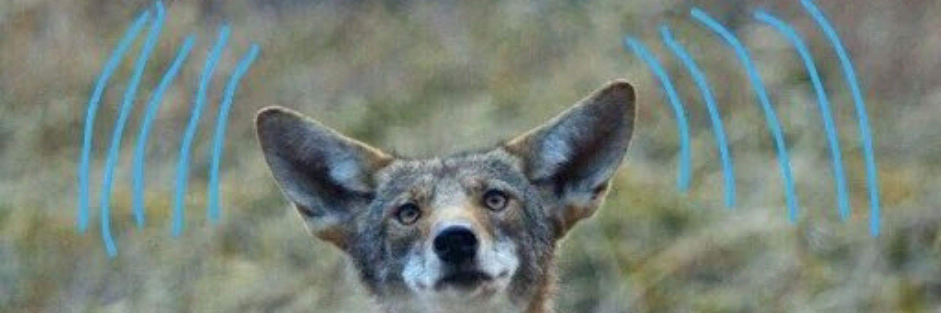 Dumb_mammal