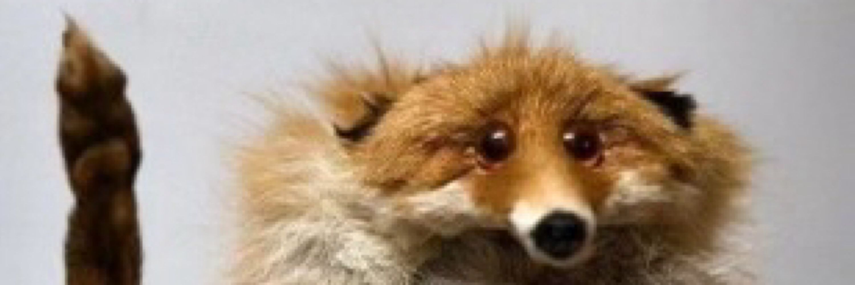 Ronyo the Windfox