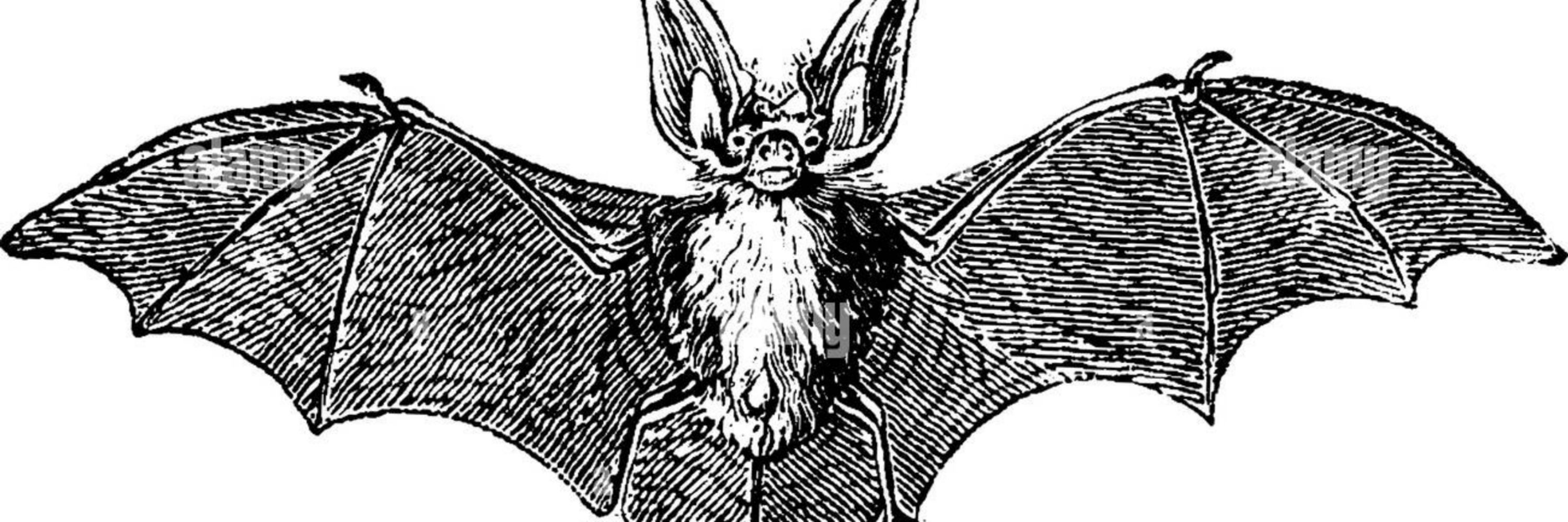 𝕭𝖔𝖓𝖊𝖘