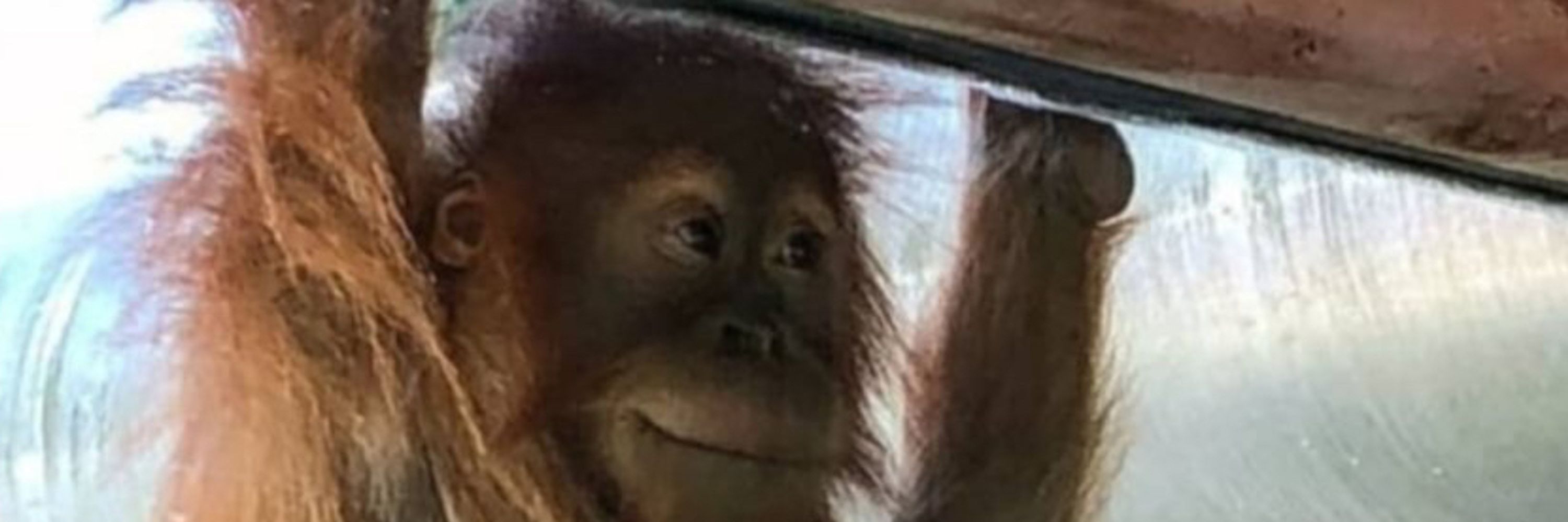 Incognito Monkey