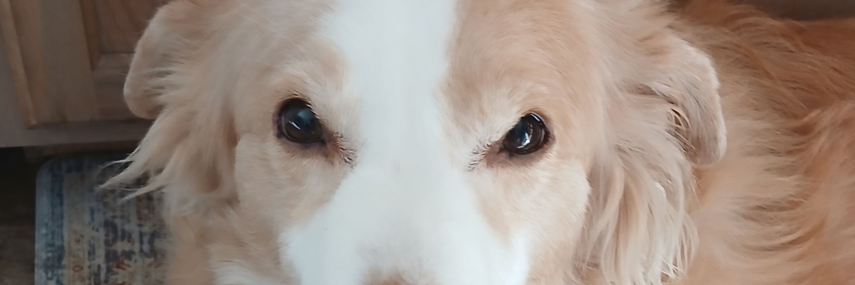 Timothydogtrainer.com