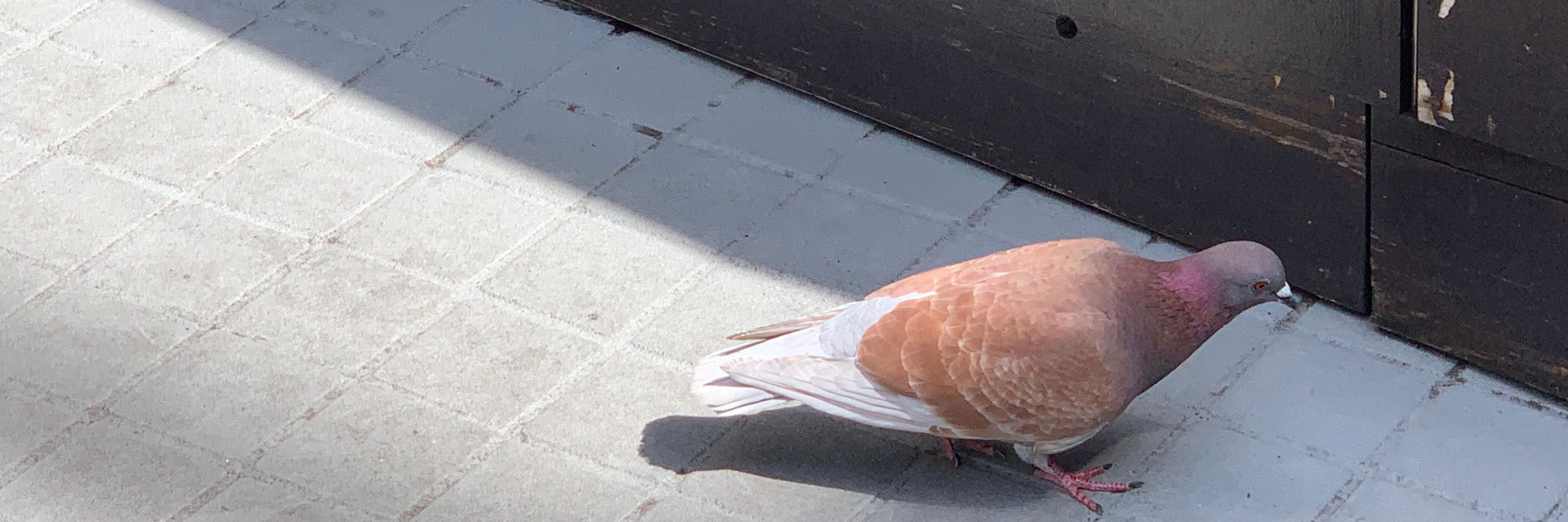 はと