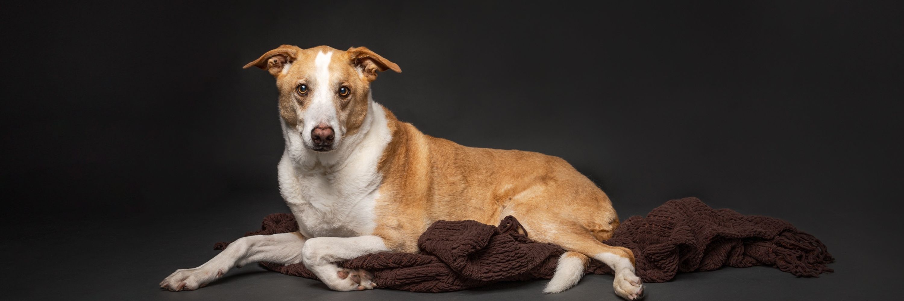 Happy Go Doggy Photography