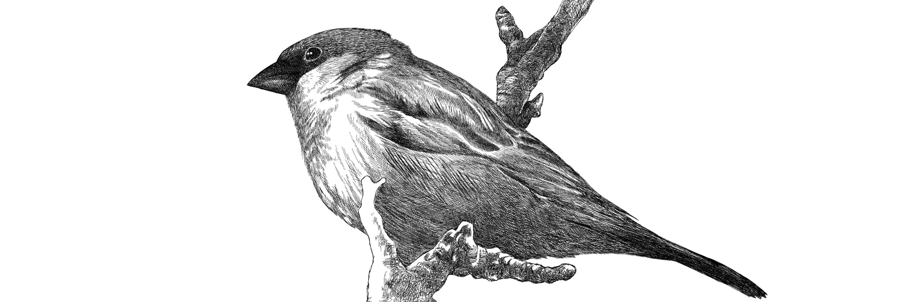Aegir Hallmundur